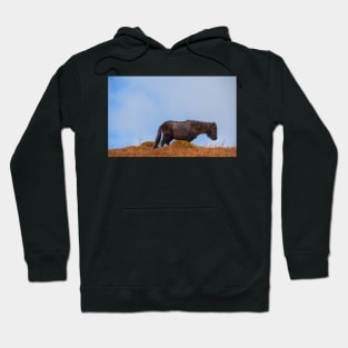 Wild Welsh Pony Hoodie